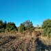 Ciolpani, COR,